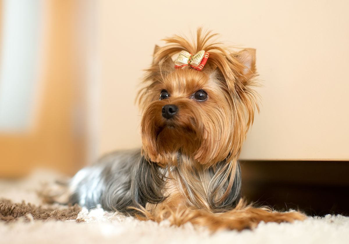 race de petit chien yorkshire