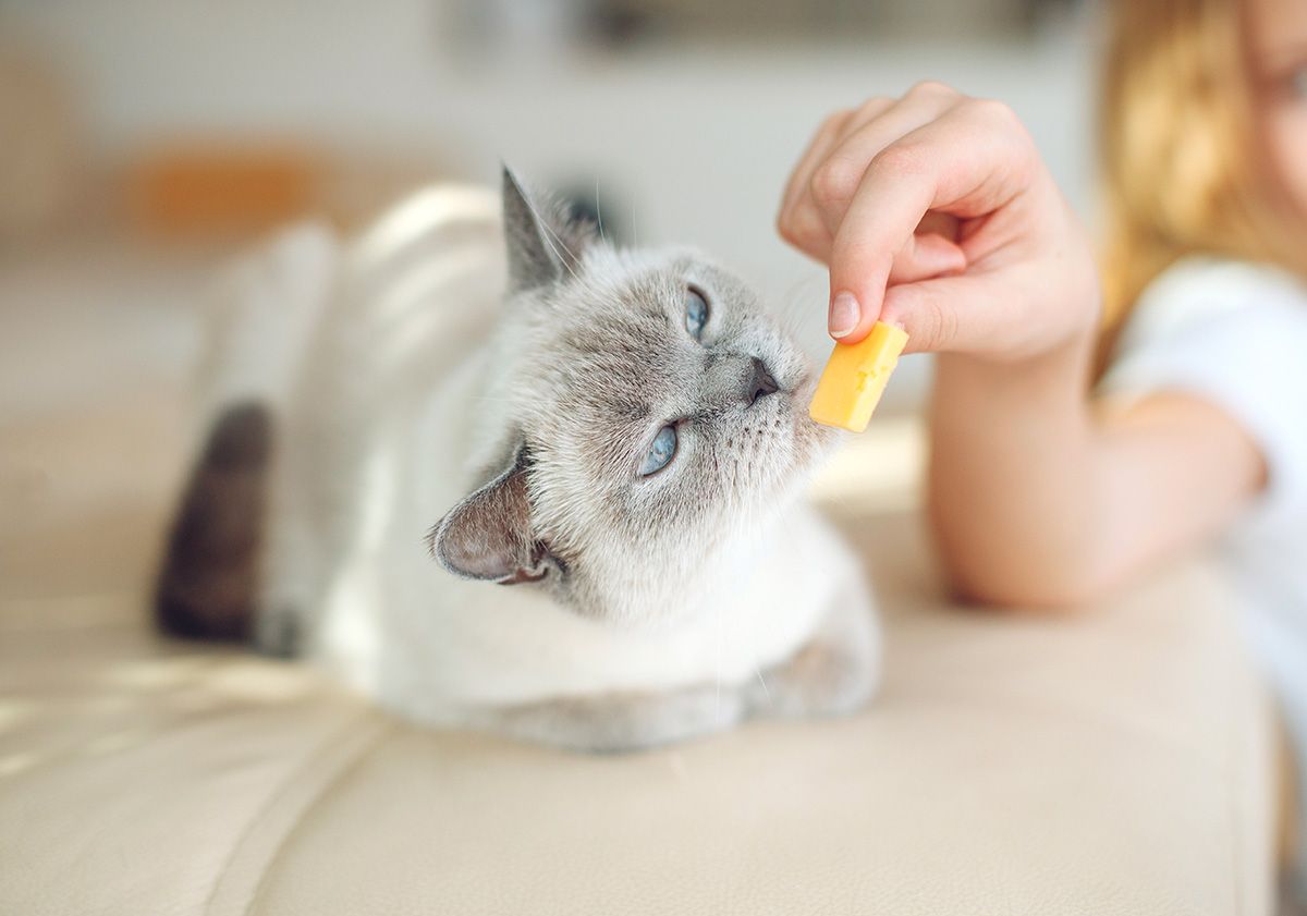 Chat mangeant une friandise dans les mains de sa maîtresse