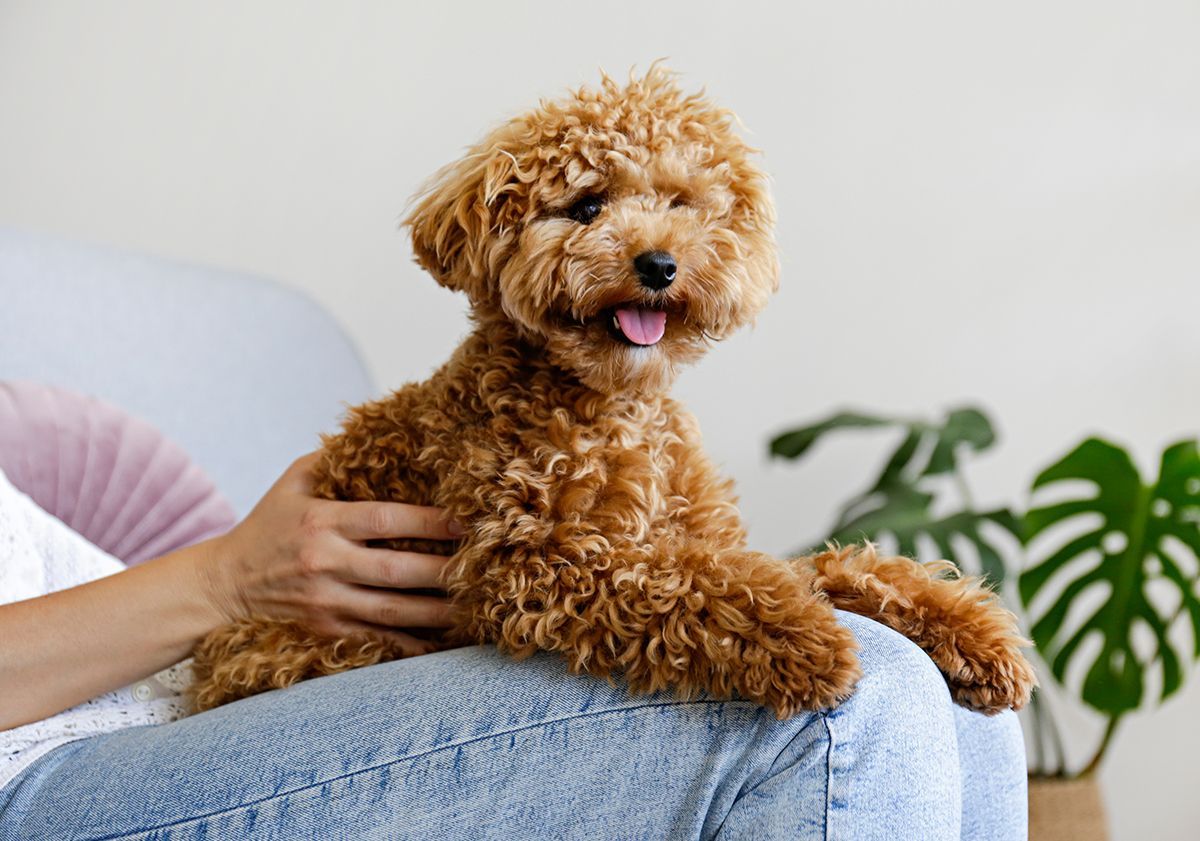 race de petit chien caniche