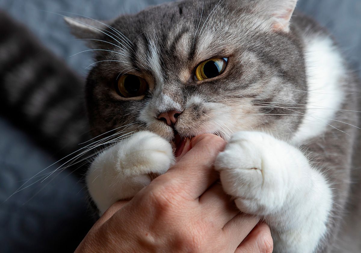 Chat attendant sa friandise