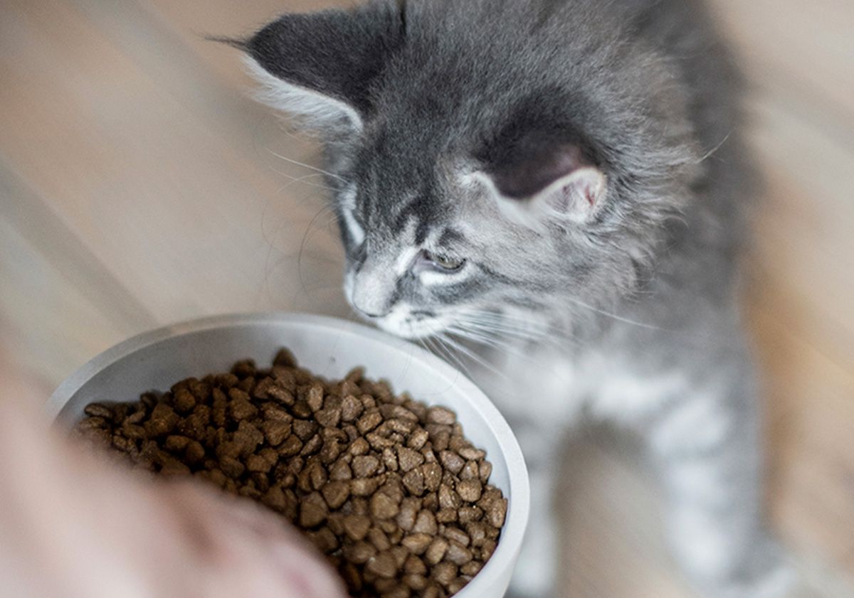 chat avec ses croquettes ultra premium direct