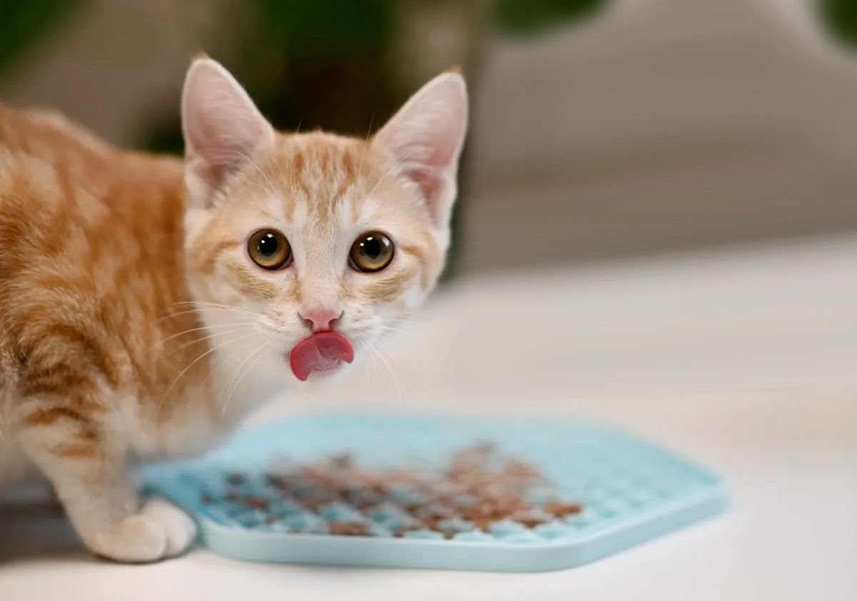 chat avec tapis de nourriture
