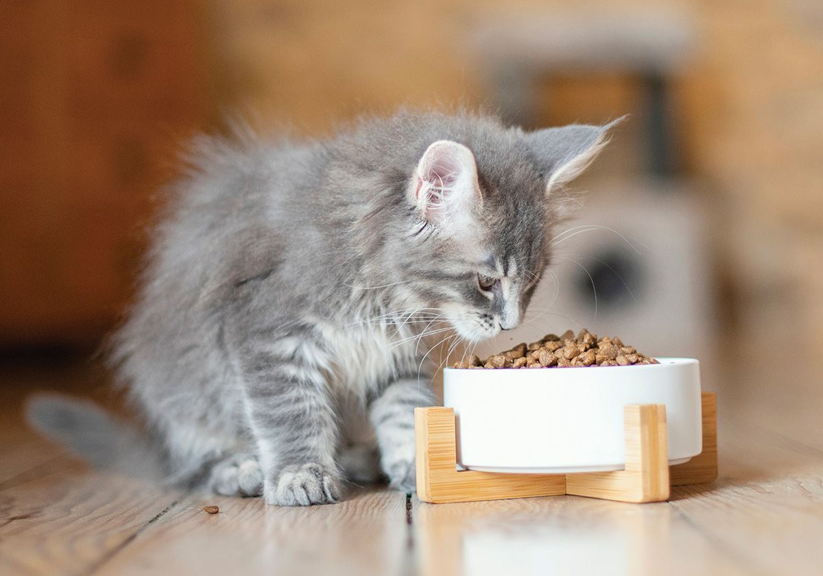 chaton mangeant ses croquettes