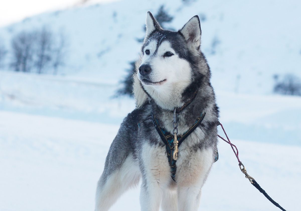Husky d'attelage dans la neige