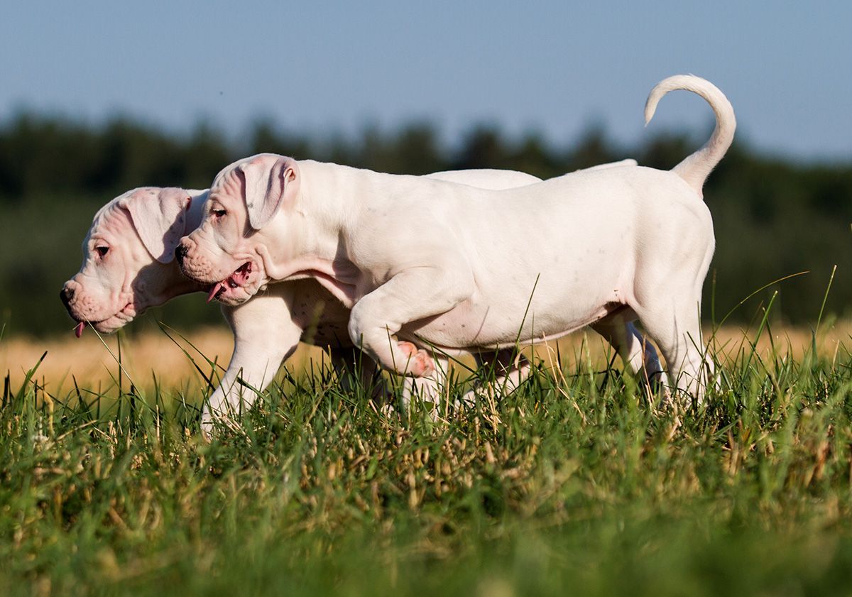 chiots dogues argentins marchant dans un pré