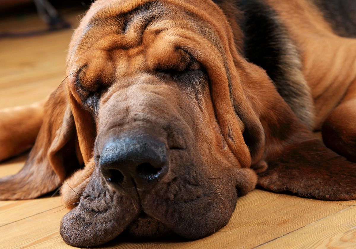 chien de Saint-Hubert endormi