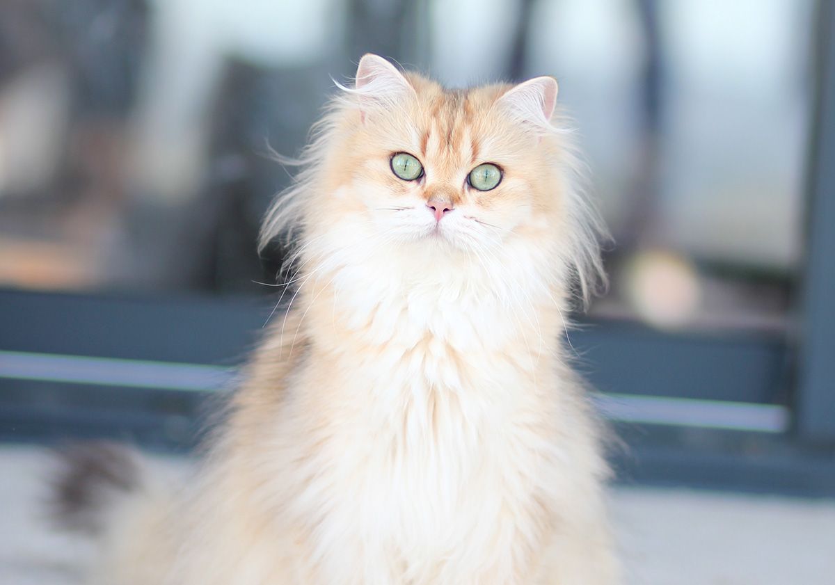 chat roux et blanc aux yeux verts