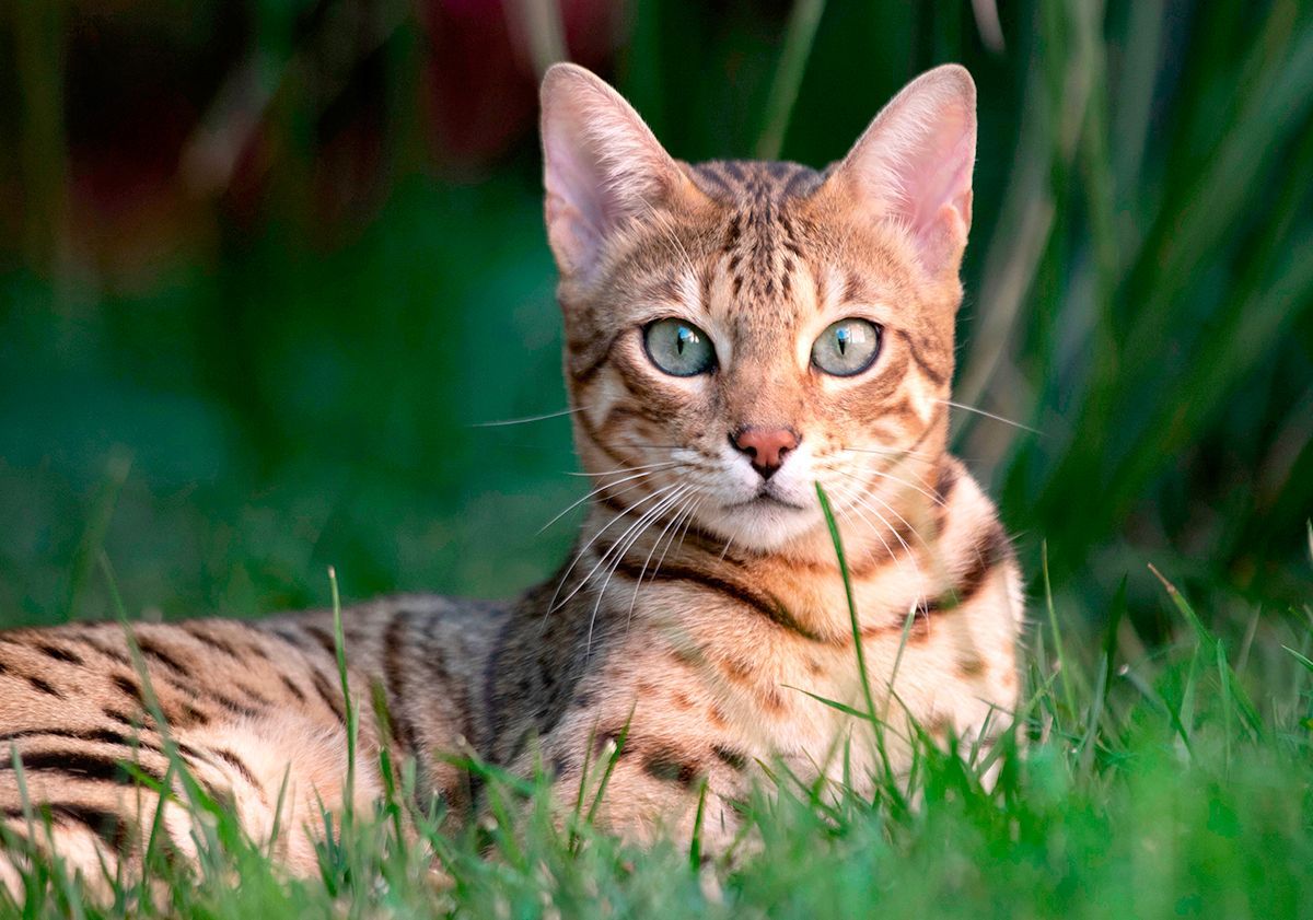 Bengal, race de chat hypoallergénique
