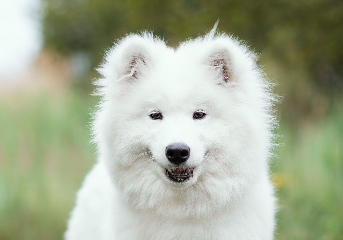 Chien aux oreilles droites