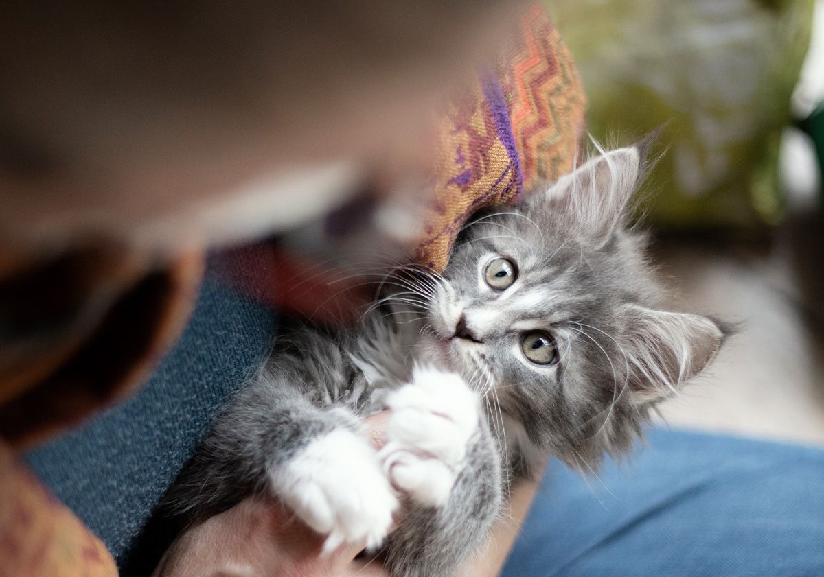 chaton Maine Coon gris dans les bras de sa maitresse
