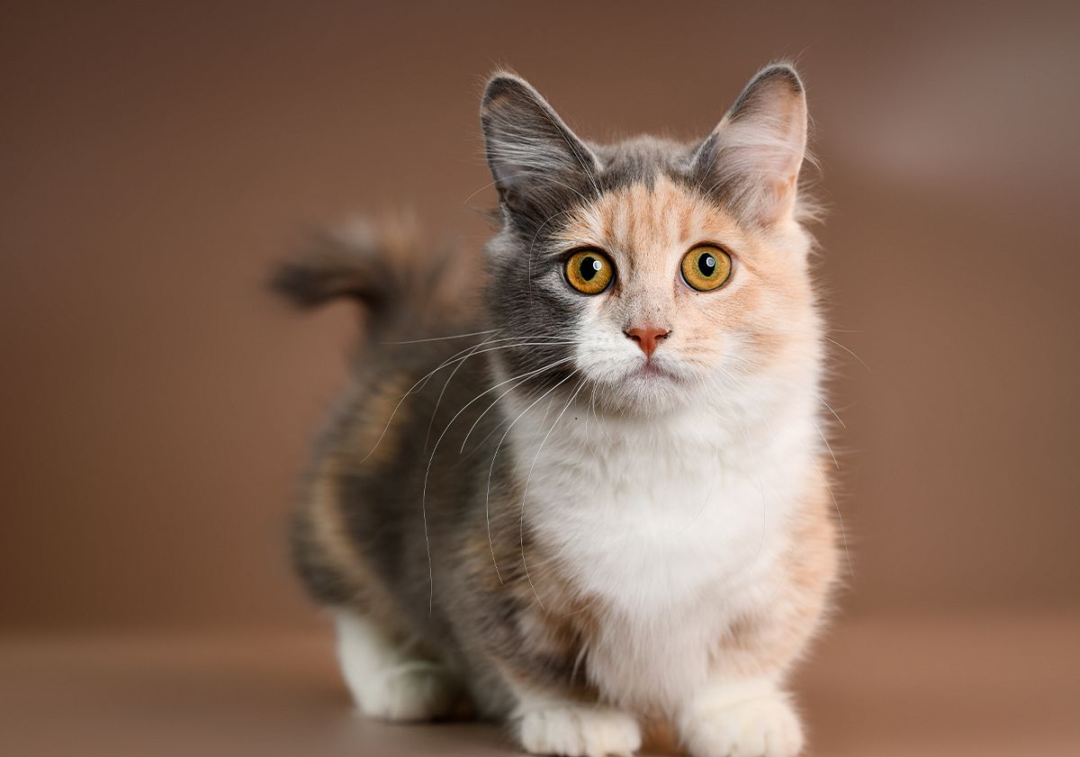 Munchkin chat