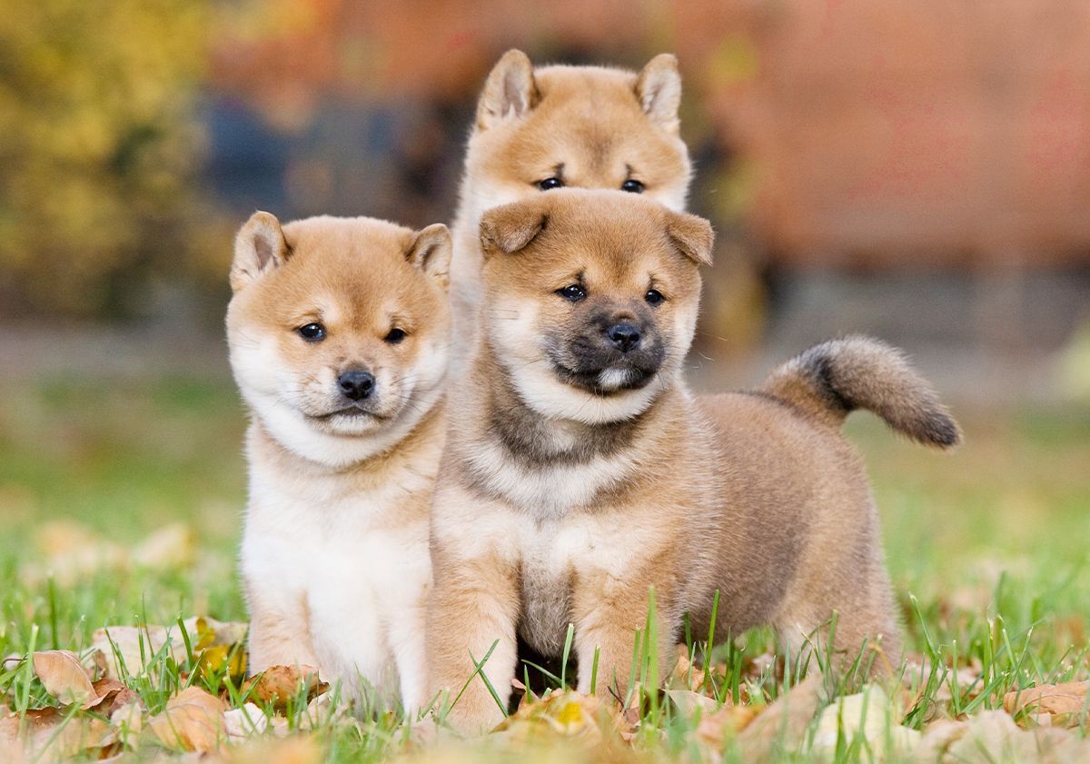 3 chiots shiba inus en extérieur