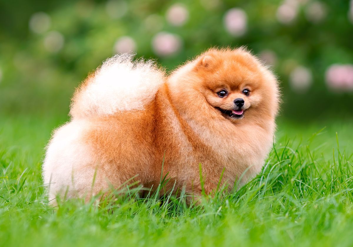 Spitz nain 