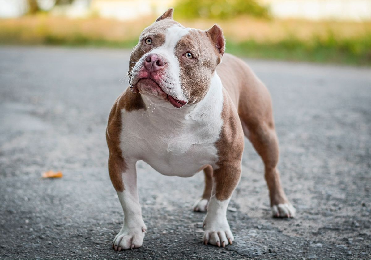 American bully