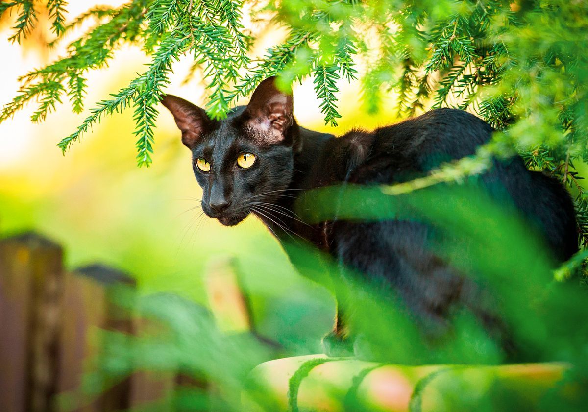 Chat oriental noir