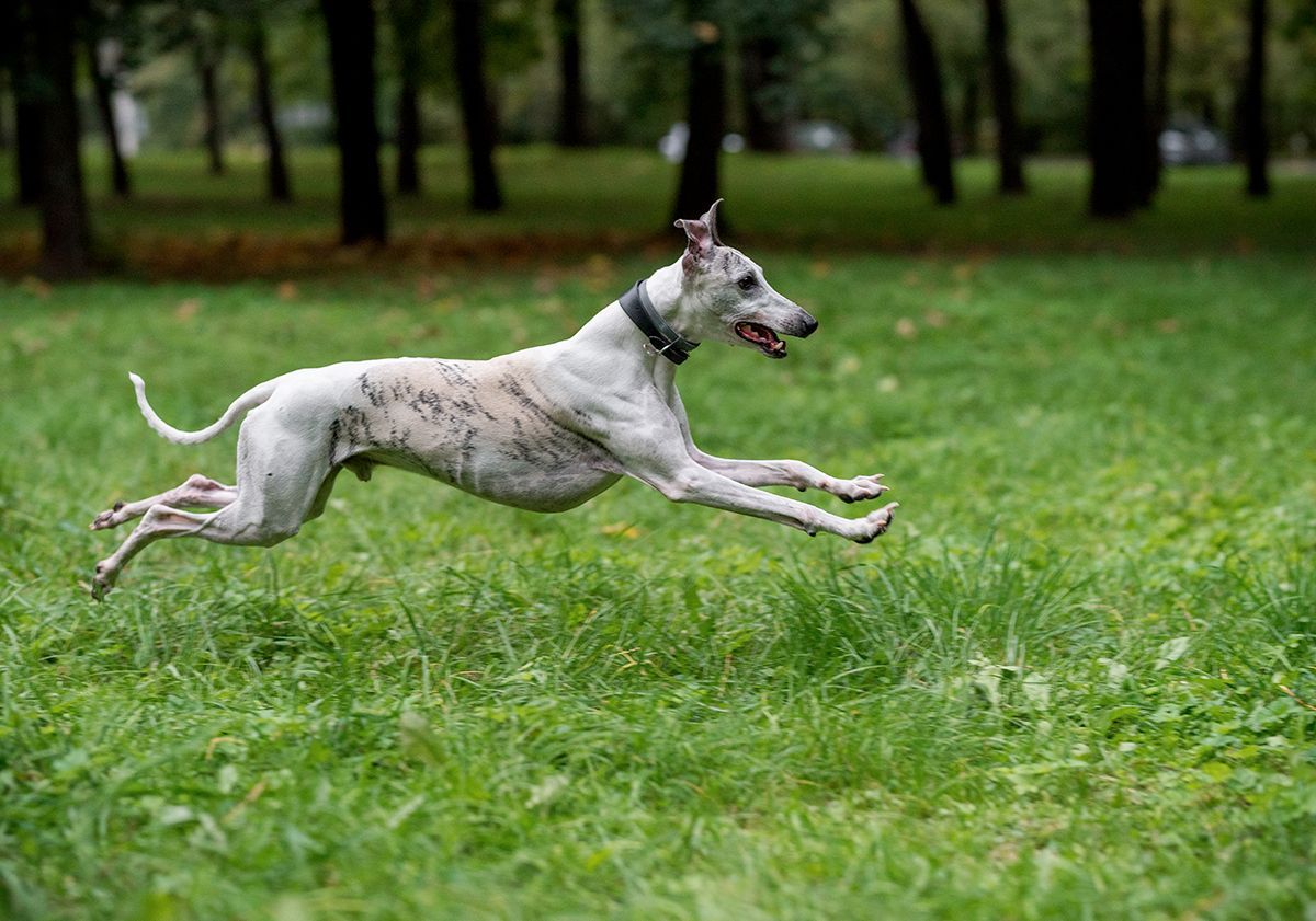 Lévrier whippet qui court