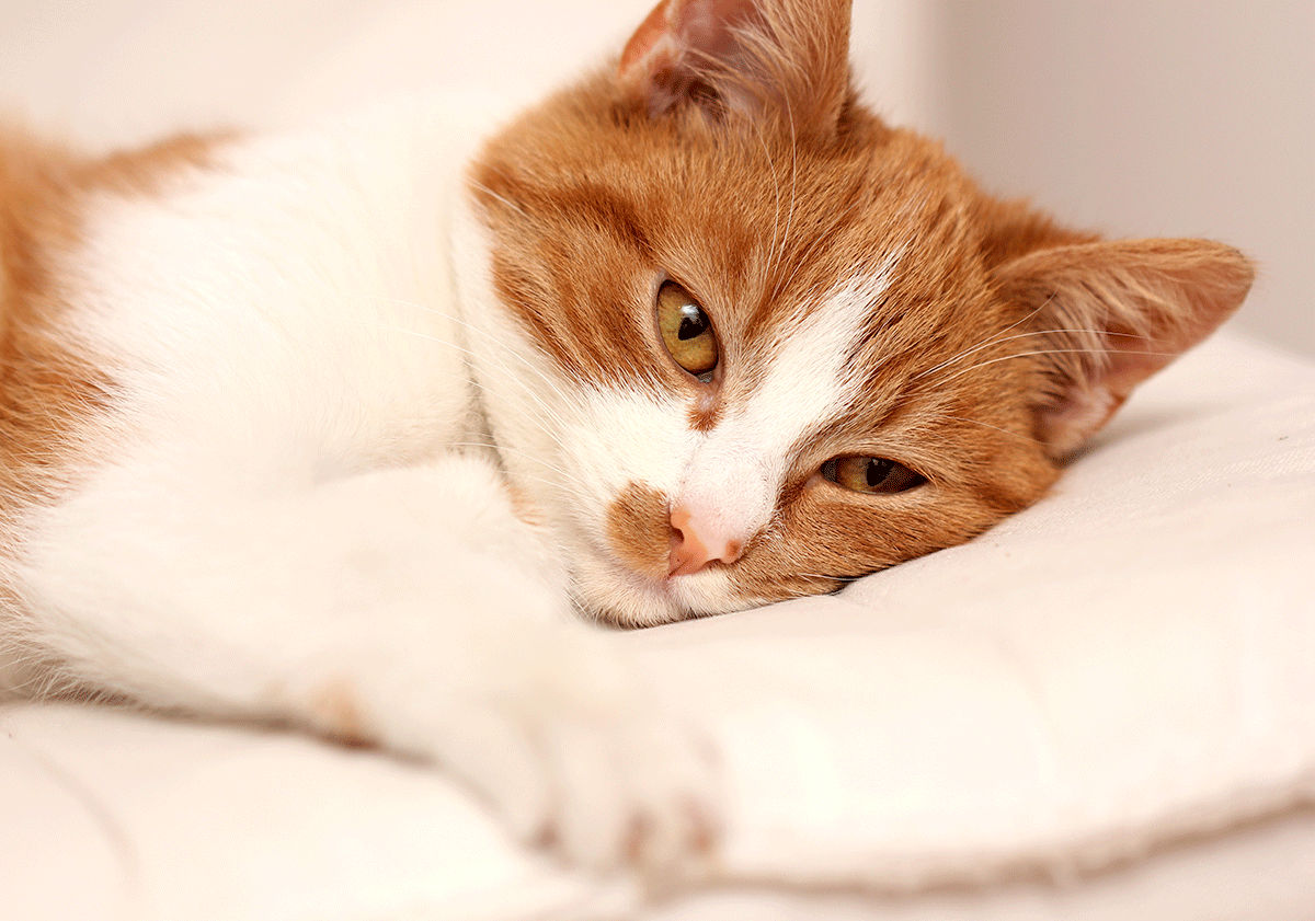 Chat malade allongé