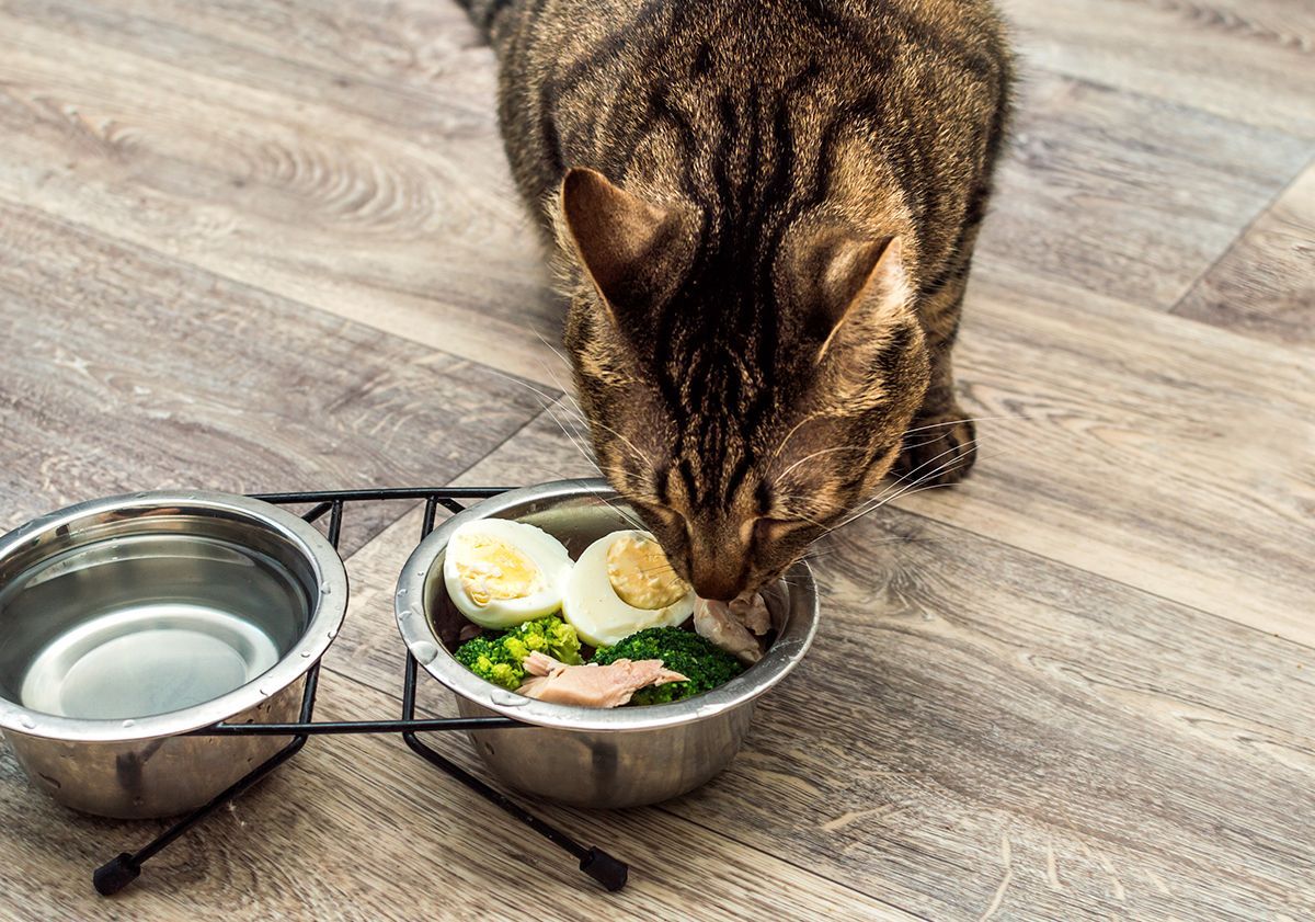 Ration ménagère chat