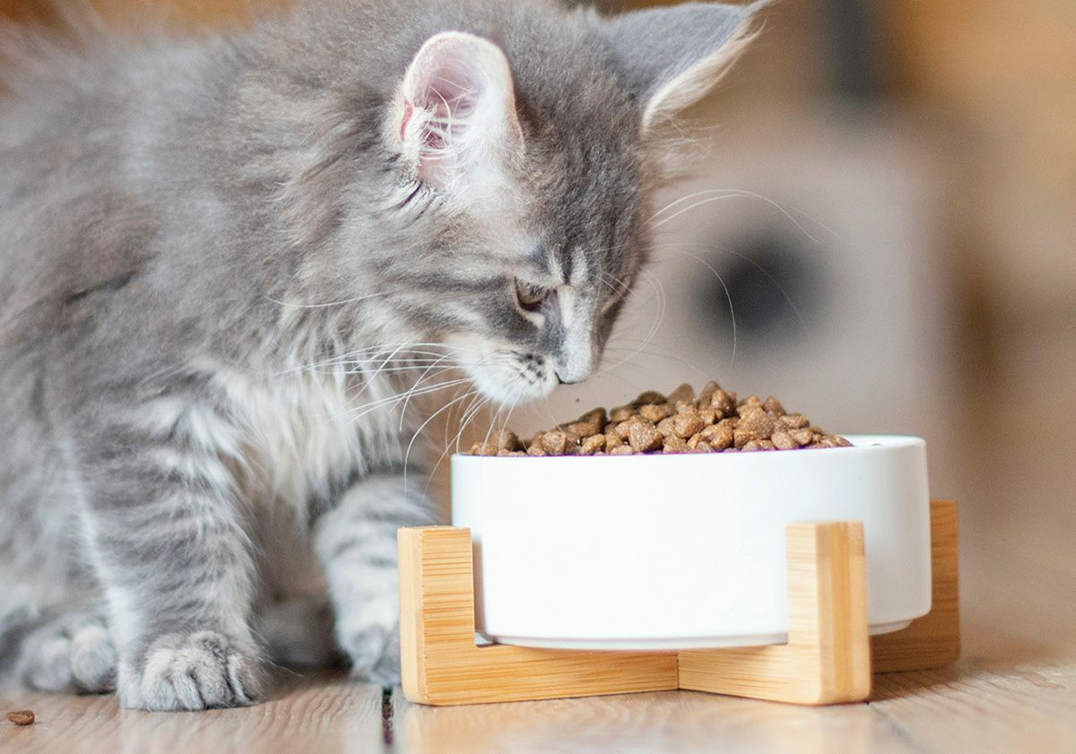chaton s'apprêtant à manger ses croquettes