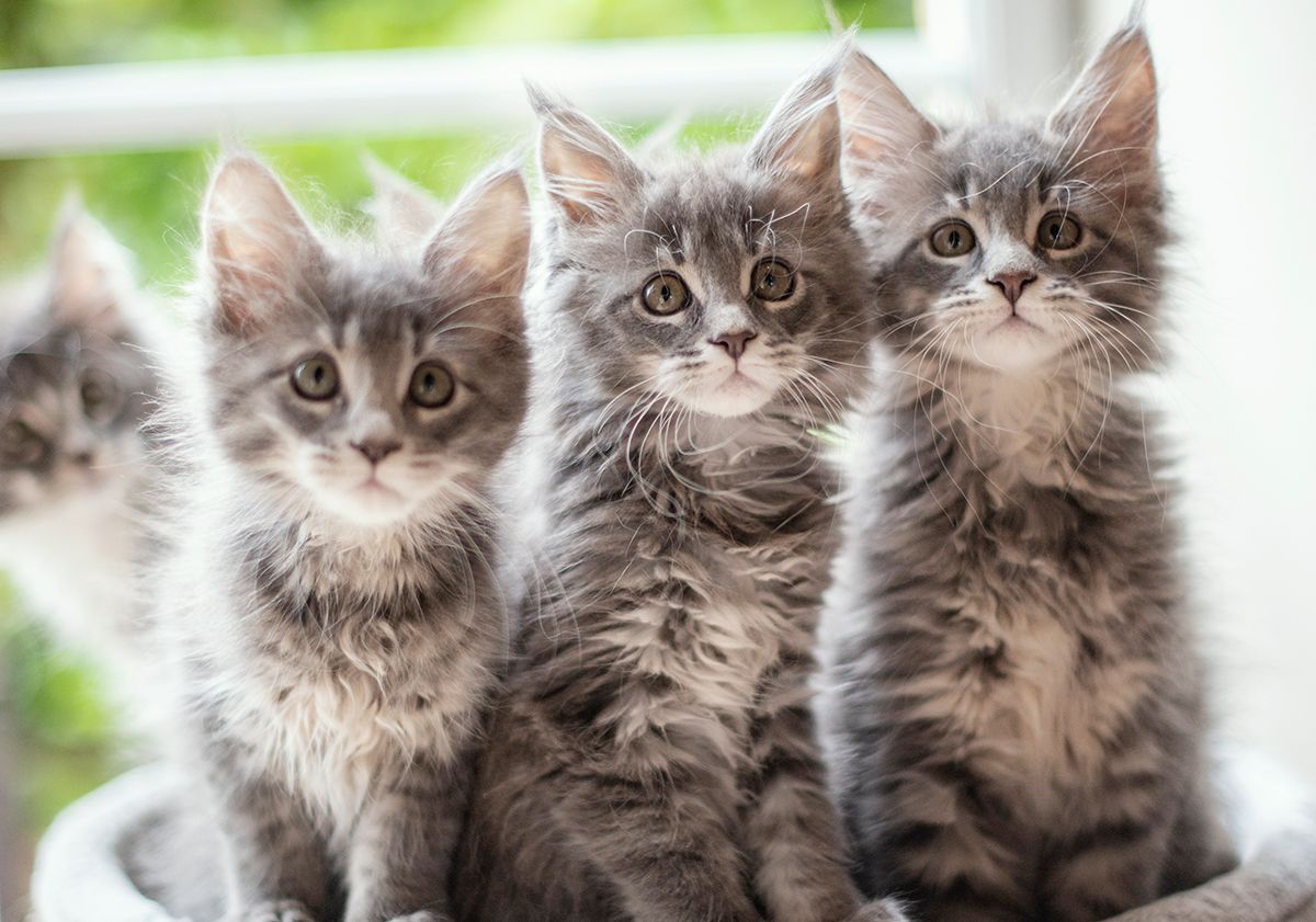 4 chatons