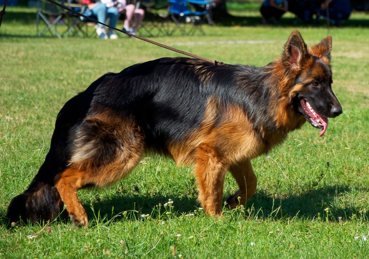 chien avec une dysplasie de la hanche