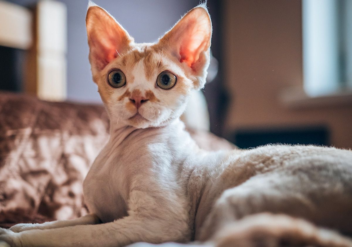 Devon Rex blanc et beige allongé
