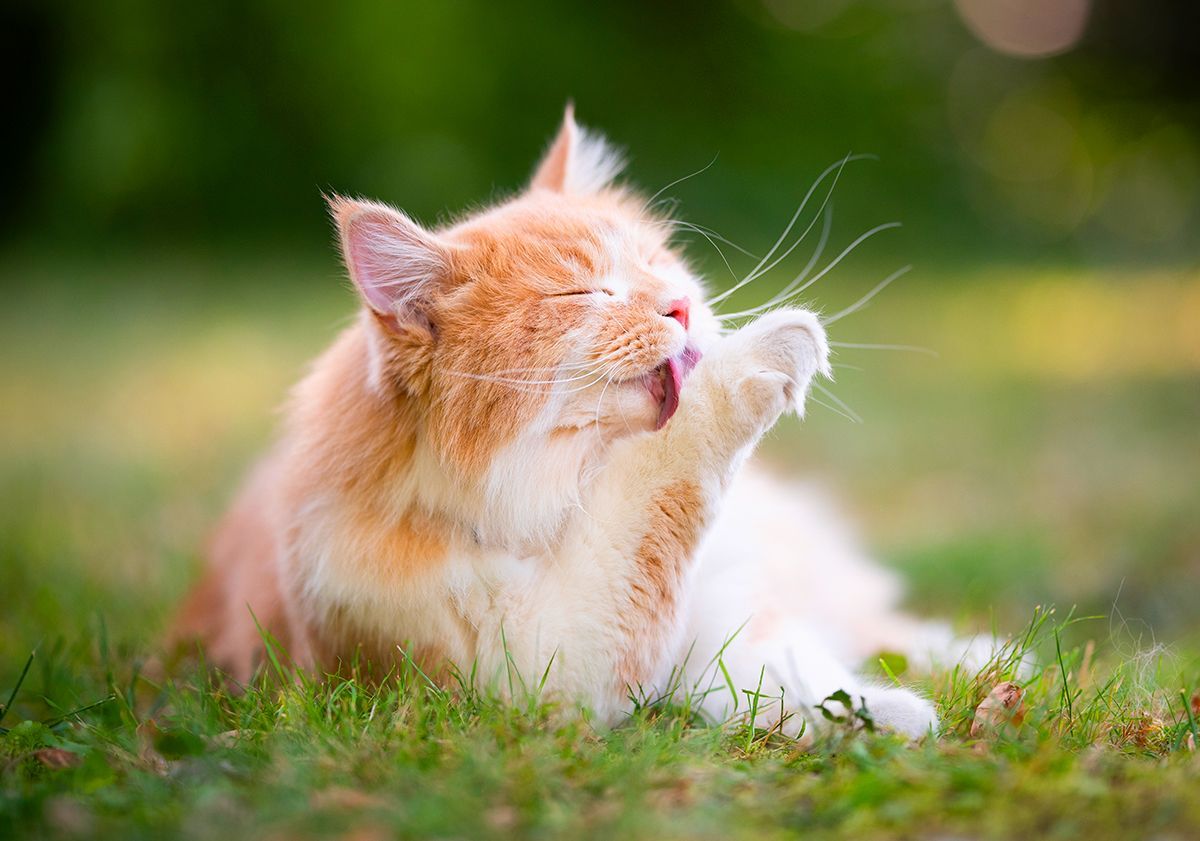 Chatte en chaleur qui se lèche