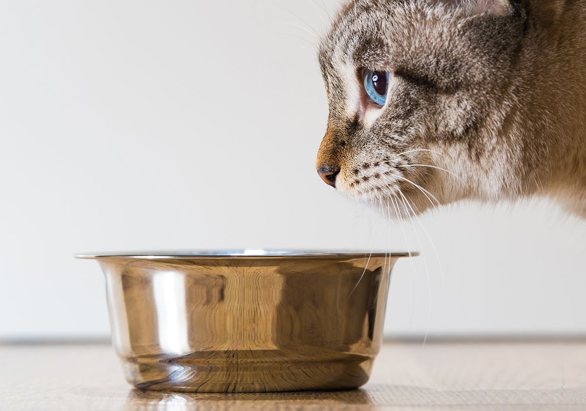 Chat qui ne mange plus 