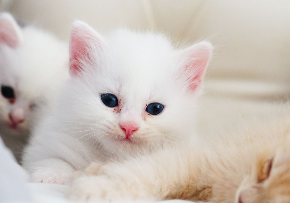 chaton angora turc