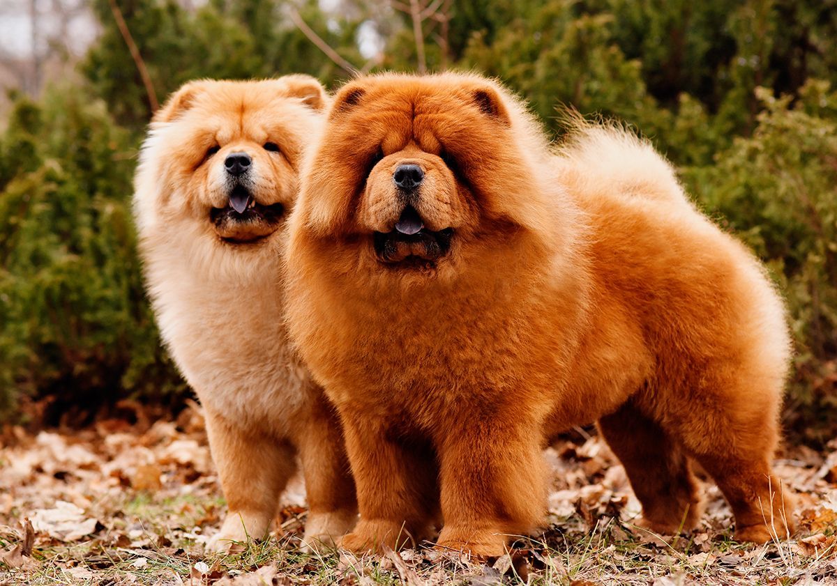 2 chow-chow côte à côte 