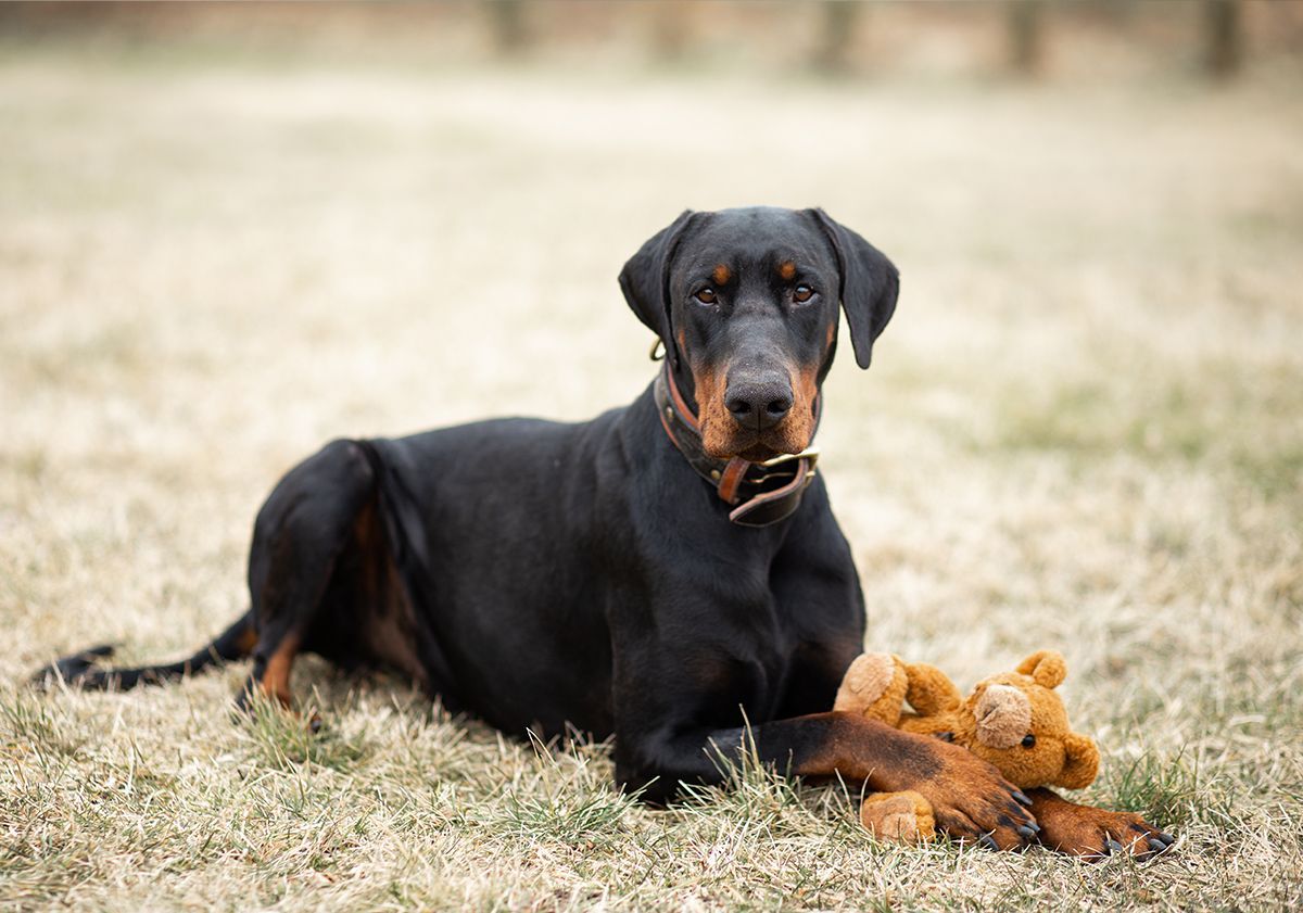 Doberman couché