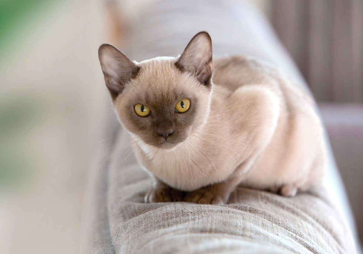 Chat burmese 