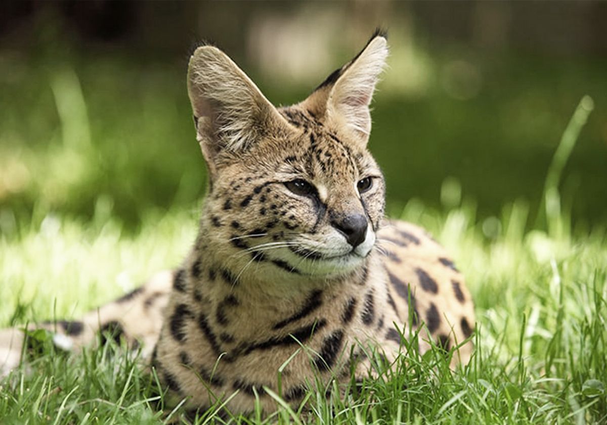 Savannah couché en extérieur