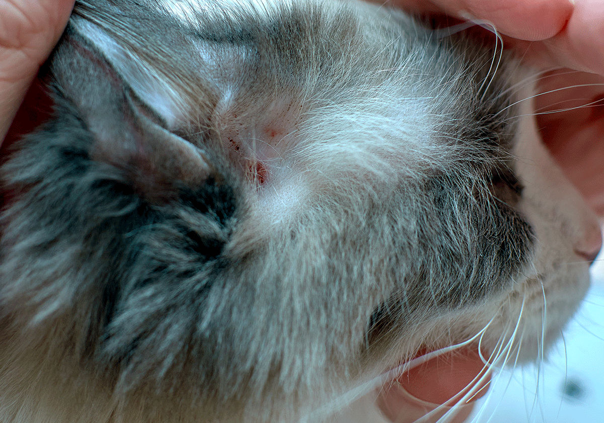 Gale auriculaire du chat 