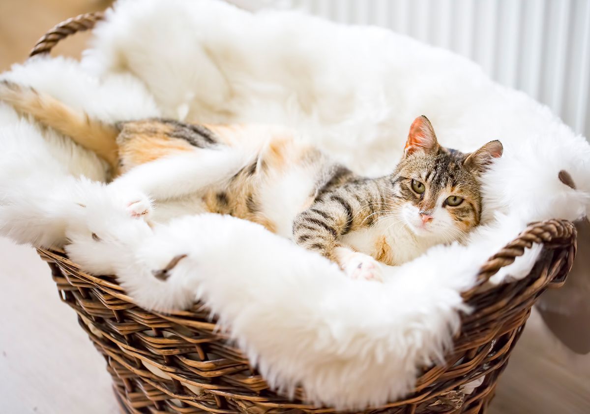 Chatte gestante dans son panier