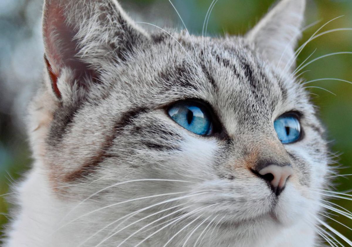 Chat