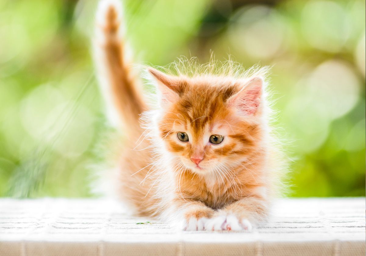Prénom chaton en u