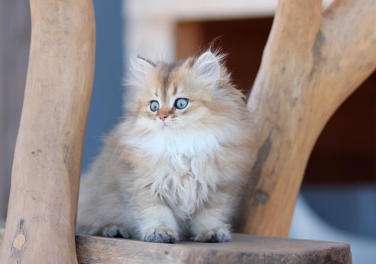 Chaton