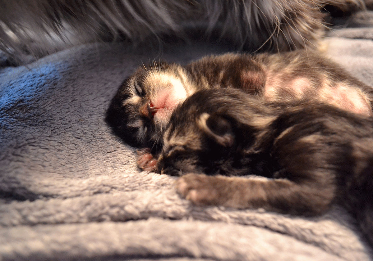 2 chatons dormant côte à côte