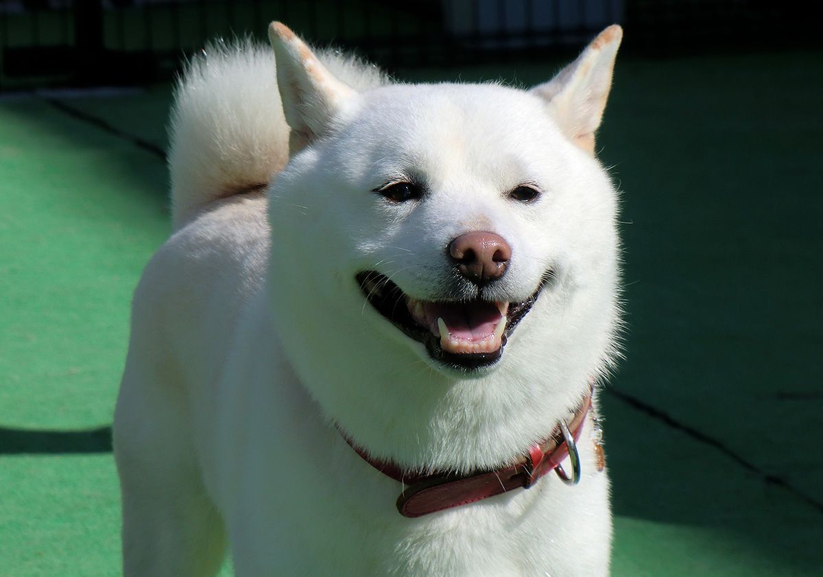 Shiba inu blanc avec un collier