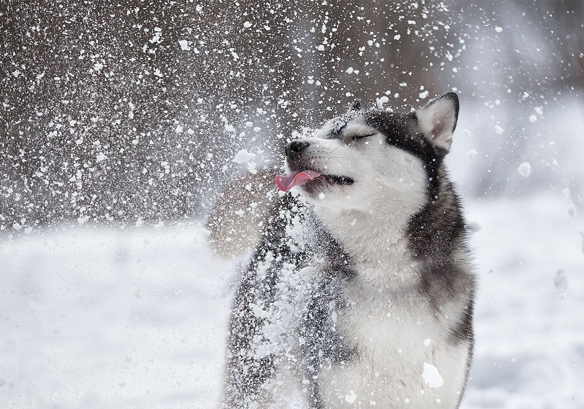 Husky jouant avec de la neige