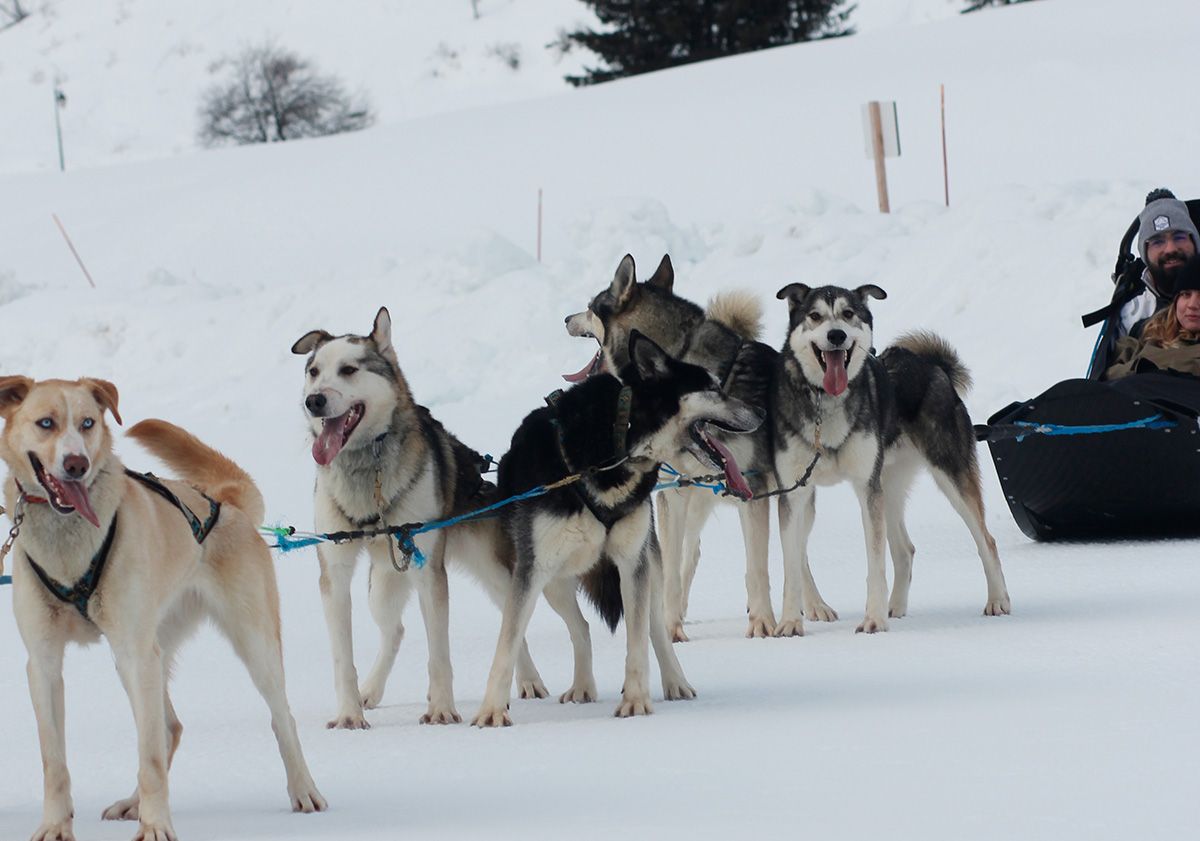 attelage de chiens de traineau en attente