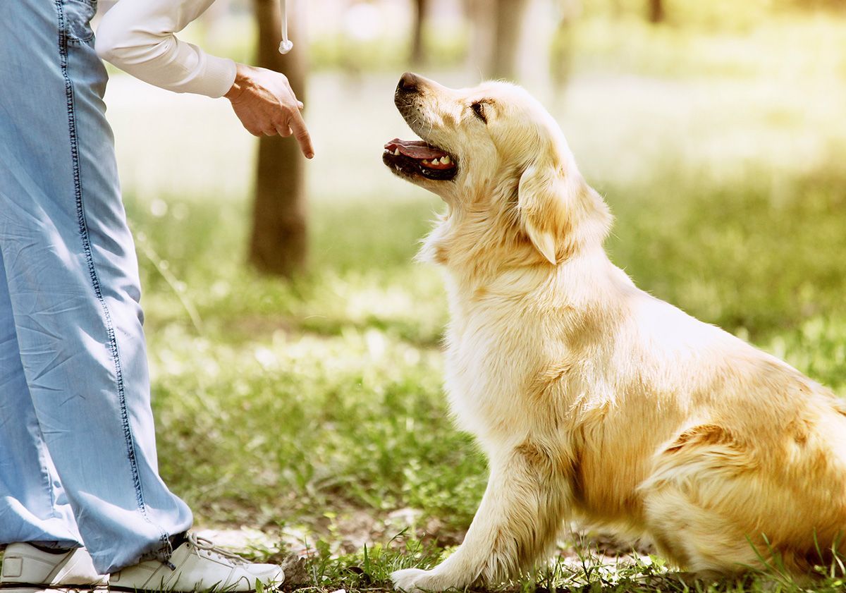 chien jouant en extérieur avec sa maîtresse