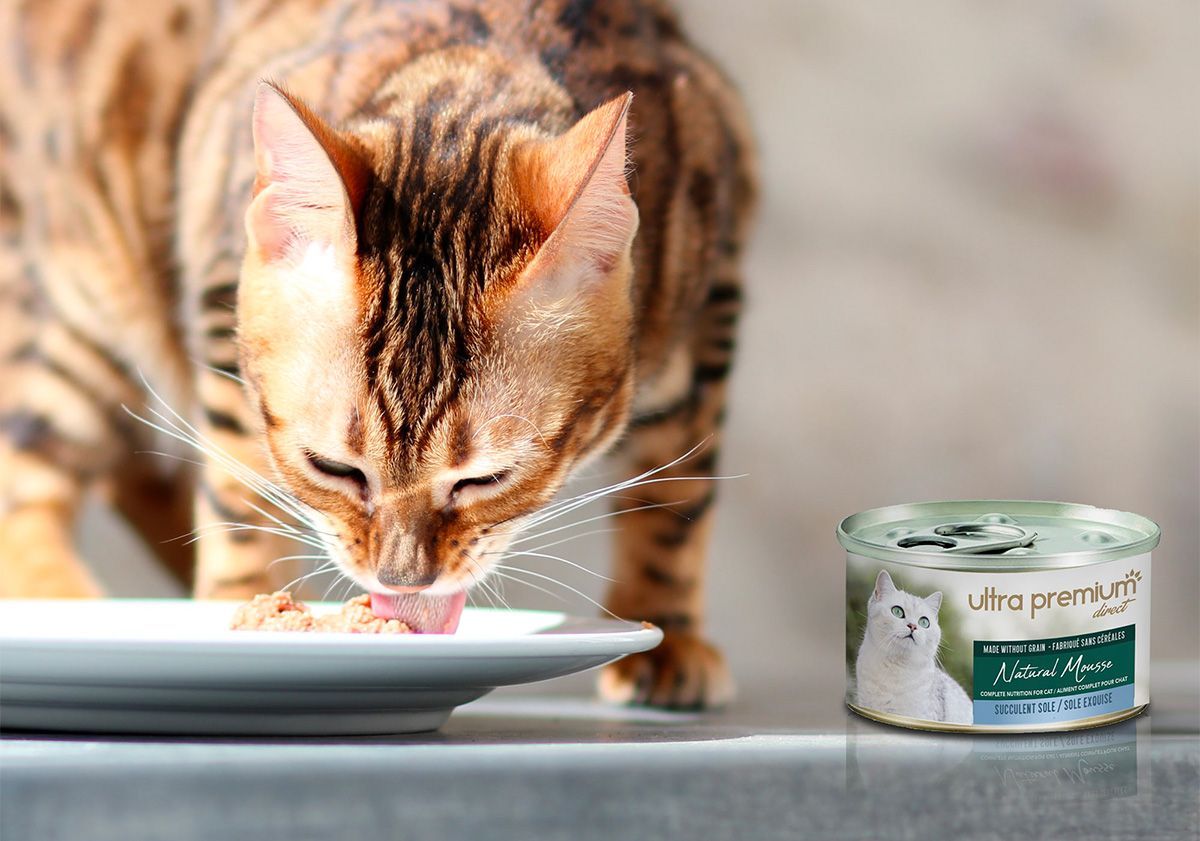 chat mangeant sa natural mousse ultra premium direct
