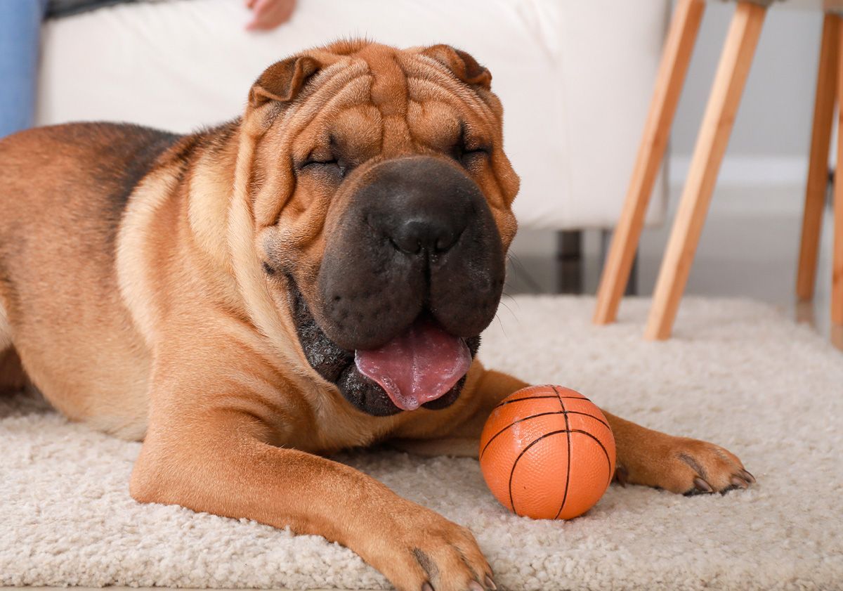 shar pei en intérieur avec une balle