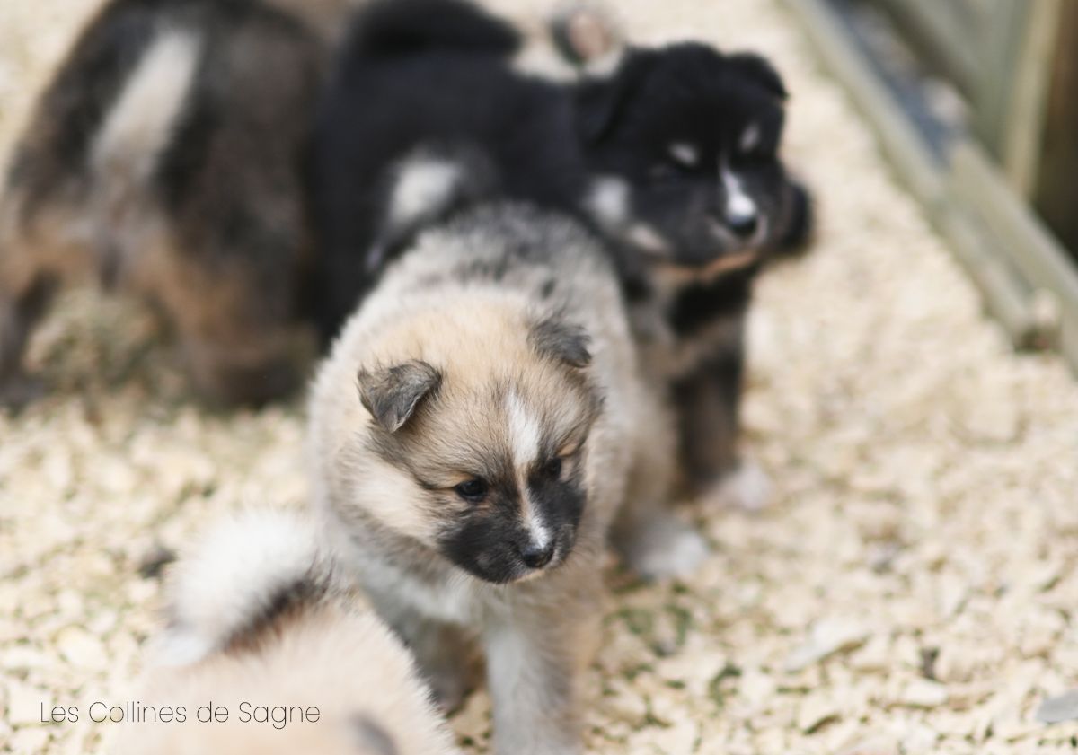 Chiot à adopter