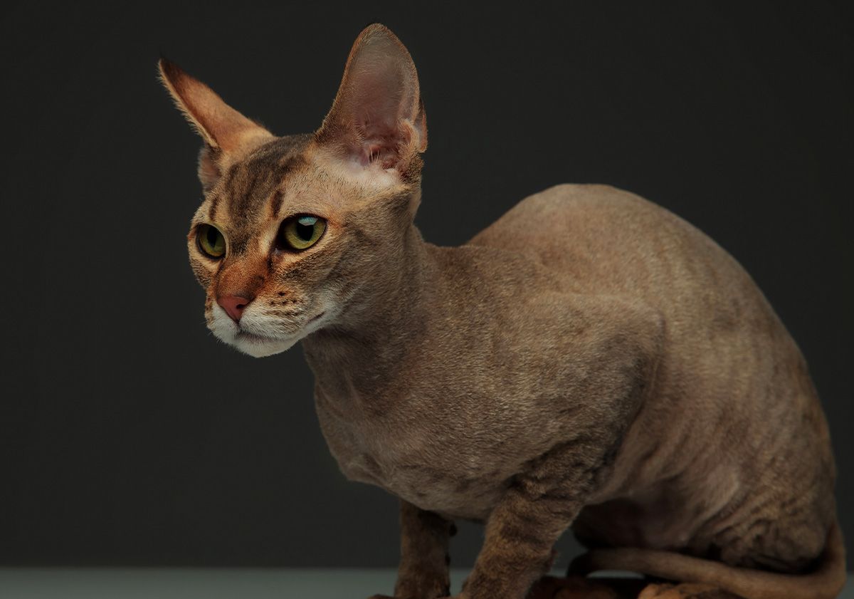 Peterbald assis