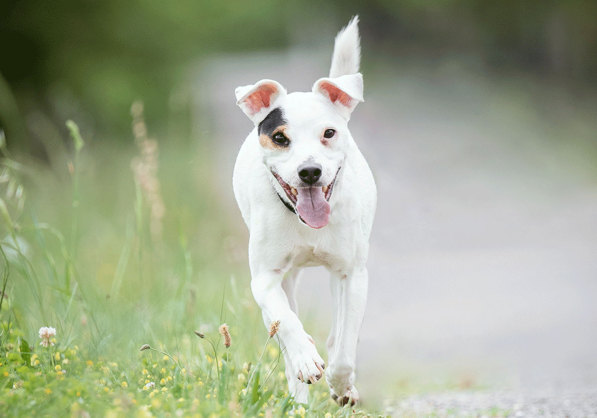 Chien en chaleur courant