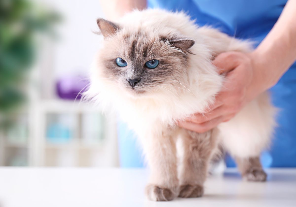 Stérilisation chez le chat