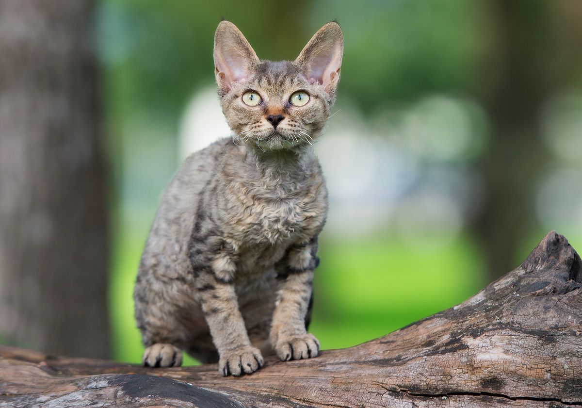 Devon rex, race de chat hypoallergénique